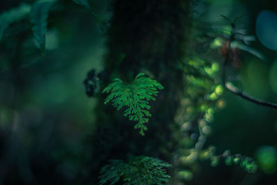 Close-up of fern leaves