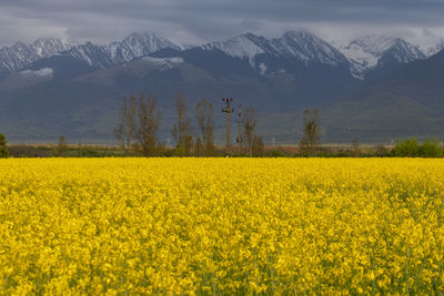 Scenic view of oilseed rape field