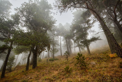 Trees in forest against sky