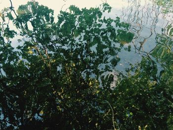 Trees in pond