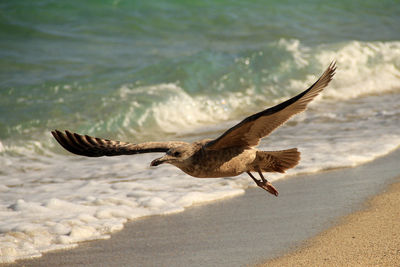 Full length of seagull flying over shore at beach