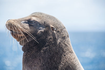 Close-up of an animal