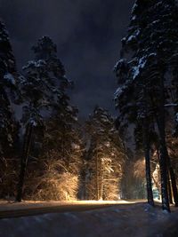 Trees on snow covered land against sky at night