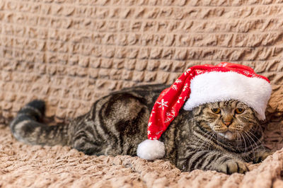 Close-up of cat sleeping