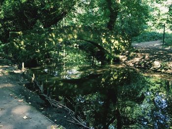 Trees by river in forest