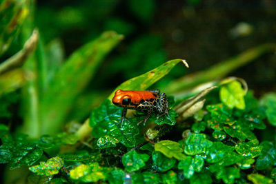 Close-up of ladybug on plant