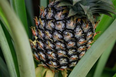 Close-up of pineapple on tree