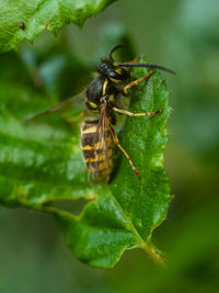 Close-up of a wasp on leaf