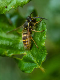 Close-up of insect on leaf