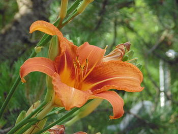 Close-up of orange day lily