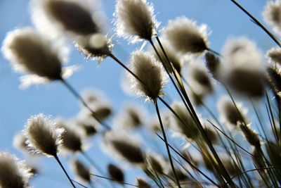 Close-up of flowers against sky