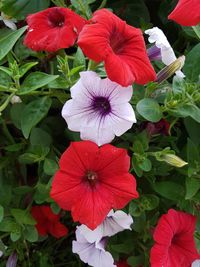 Close-up of hibiscus blooming outdoors