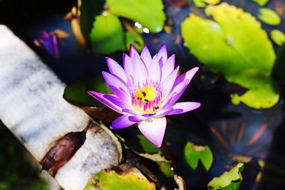 Close-up of lotus water lily blooming outdoors