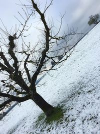 Dead tree on snow covered land against sky