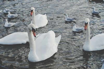 Bird flying over lake