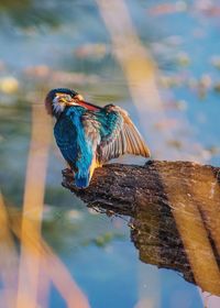 Kingfisher perching on wood