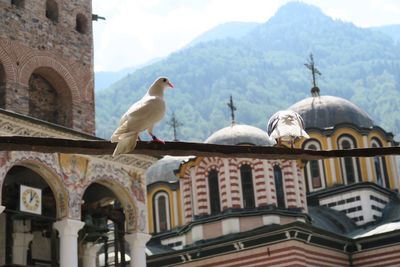 Low angle view of birds perching on temple