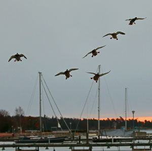 Birds flying over water against sky