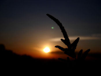 Close-up of silhouette plant against sky during sunset