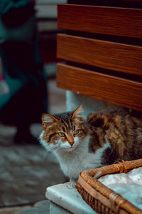 Cat sitting on wood