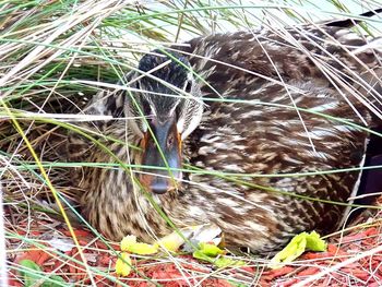 Close-up of plants in cage