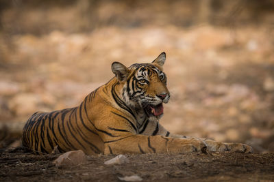 Tiger lying on a land