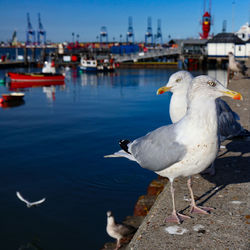 Seagulls perching on a sea