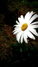 Close-up of white daisy flowers