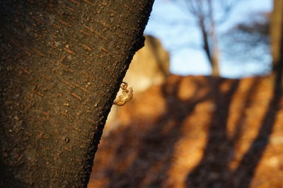 Close-up of eagle perching on tree trunk