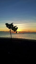 Silhouette plant on beach against sky during sunset