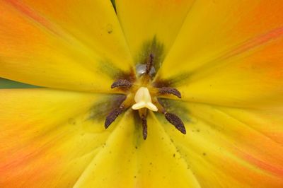 Close-up of insect on yellow flower