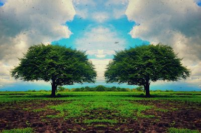 Trees on field against sky