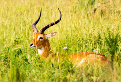 Deer in a field