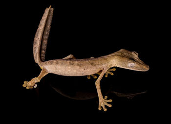 Close-up of lizard against black background