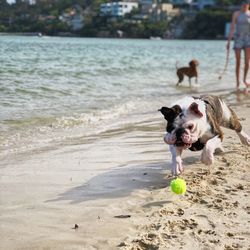 Bulldog on beach chasing tennis ball