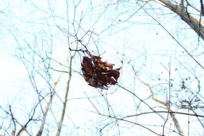 Low angle view of snow on plant against sky