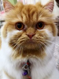 Close-up portrait of a cat