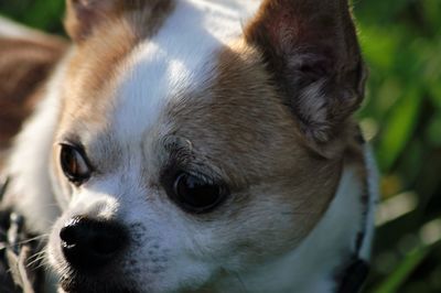 Close-up of chihuahua on field