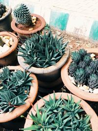 Potted plants in pot