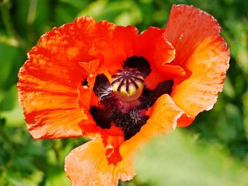 Close-up of orange flower