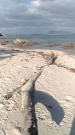 Driftwood on beach against sky