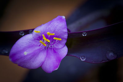 Close-up of wet purple flowering plant