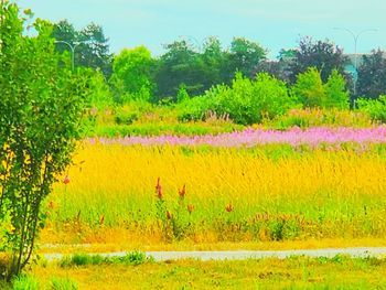 Scenic view of grassy field by lake against sky