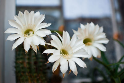 Close-up of white flowering plants