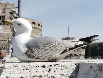 Close-up of seagull on retaining wall
