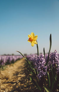 Close-up of yellow crocus against sky