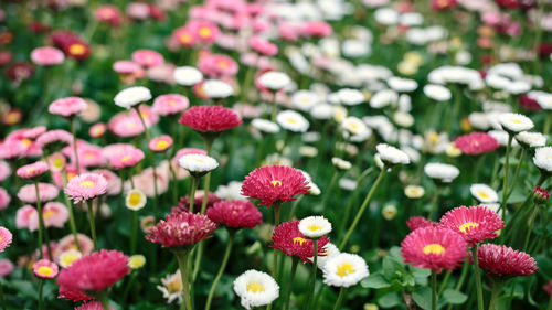 Close-up of pink flowering plants