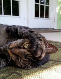 Close-up of cat lying on floor