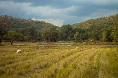 View of sheep on grassy field against sky