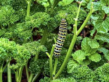 Close-up of butterfly on plant